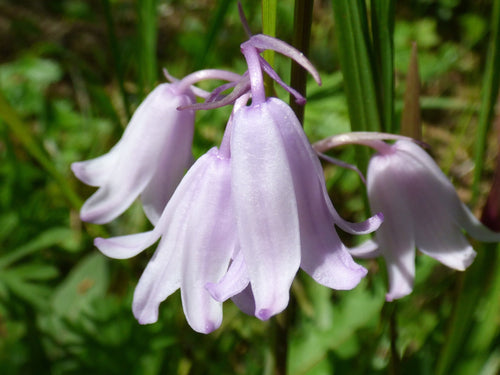 Acheter Hyacinthoides Hispanica (Dainty Maid Pink)