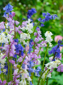 Hyacinthoides Hispanica en Mélange