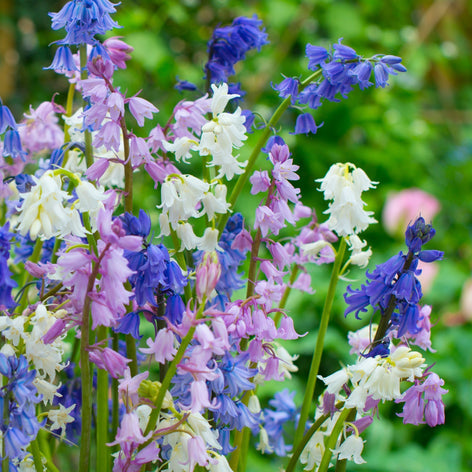 Hyacinthoides (Jacinthe des bois) Achat Hyacinthoides Hispanica Mix – Jacinthe des Bois