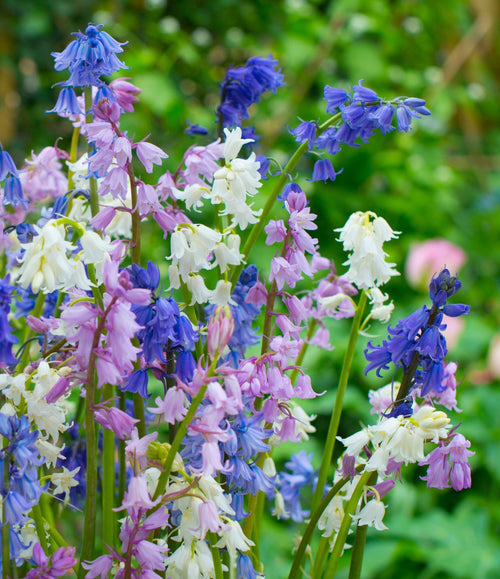 Achat Hyacinthoides Hispanica Mix – Jacinthe des Bois