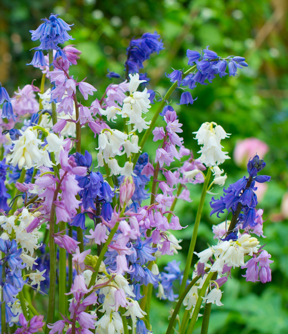 Achat Hyacinthoides Hispanica Mix – Jacinthe des Bois