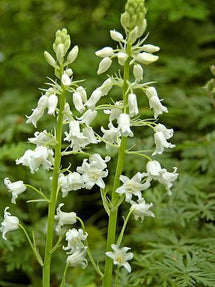 Hyacinthoides hispanica White City