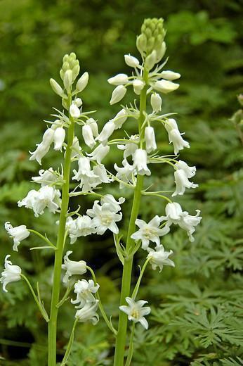Hyacinthoides hispanica 'White City'