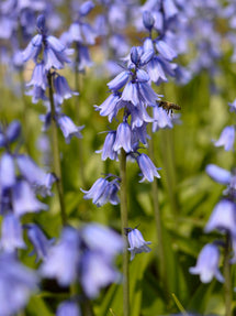 Hyacinthoides hispanica Excelsior Blue