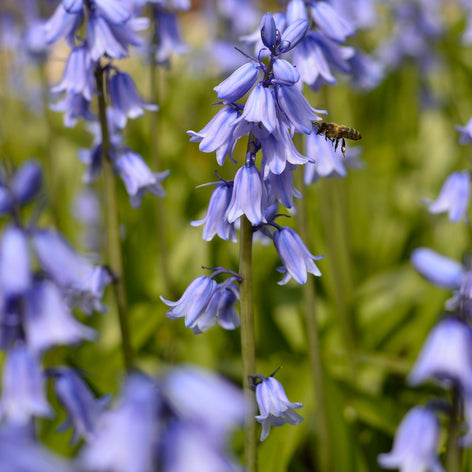 Hyacinthoides hispanica Excelsior Blue