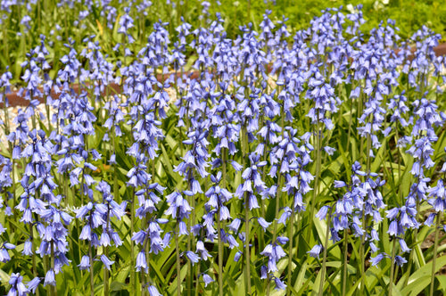 Bulbes Hyacinthoides Hispanica 'Excelsior Blue' | Jacinthe des Bois