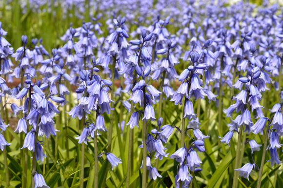 Jacinthe d'Espagne - Hyacinthoides hispanica Excelsior Blue