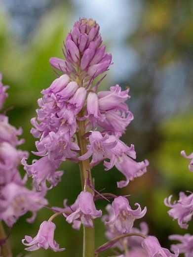 Hyacinthoides Hispanica Dainty Maid Pink