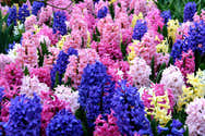 50 Bulbes De Jacinthes Mélange Coloré - Taille XXL 16/17 Cm, Parfumées, Floraison Printemps, Pour Jardins, Pots, Bordures - 2