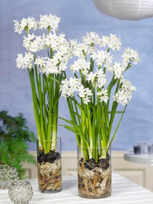Narcissus d’intérieur Paperwhites (Ziva)