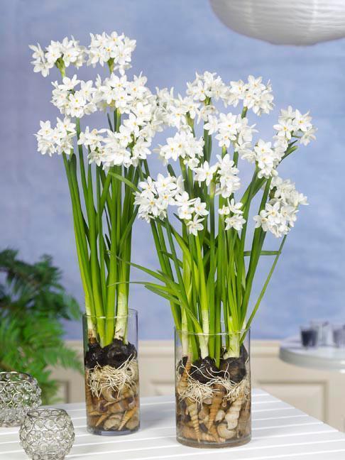 acheter Narcissus d’intérieur Paperwhites (Ziva)