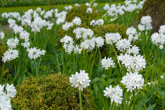 Narcisse Narcissus 'Paperwhite' blanc acheter