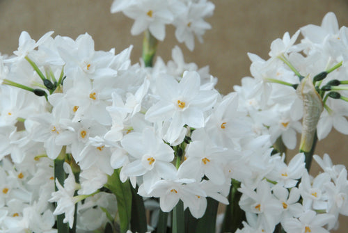 narcisse d'intérieur, narcisse Paperwhite blanc
