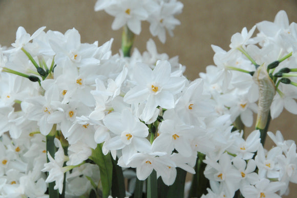 narcisse d'intérieur, narcisse Paperwhite blanc