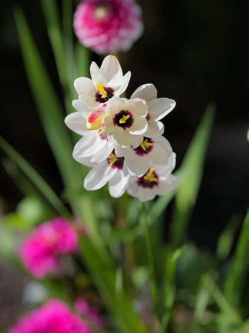 Bulbes à fleurs Ixia blanc | Lis d'Afrique