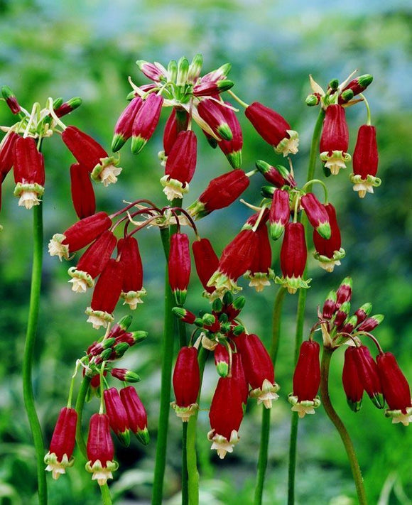 Dichelostemma Ida-Maia (Firecracker Flower)