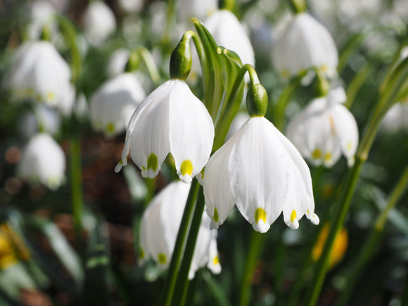 Bulbes Leucojum aestivum 'Gravetye Giant'