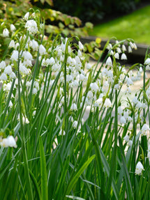 Leucojum Gravetye Giant (Flocon de neige géant)