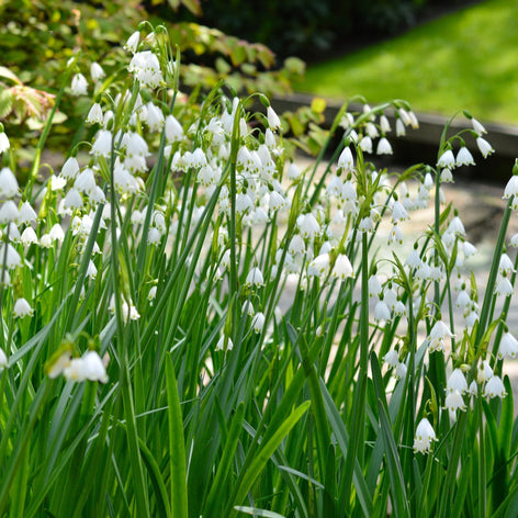 Leucojum Gravetye Giant (Flocon de neige géant) Leucojum Gravetye Giant