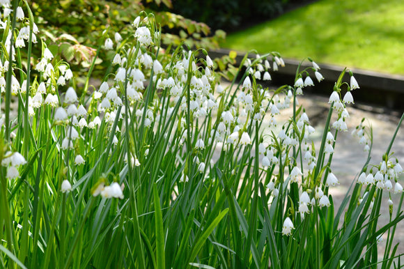 Leucojum Gravetye Giant