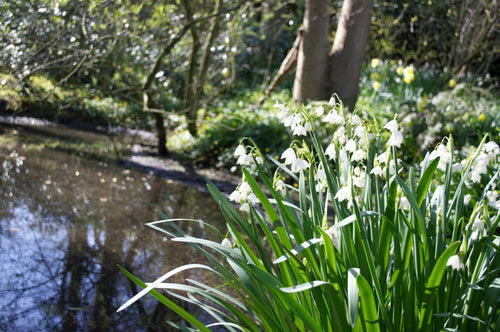 Nivéole d'éte - Leucojum aestivum Gravetye Giant