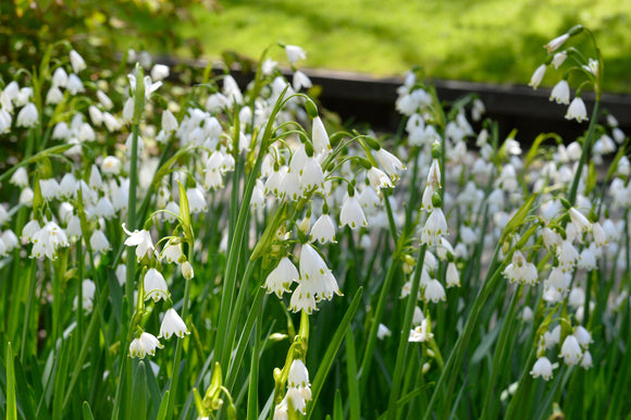 Leucojum Gravetye (Giant Snowflake)