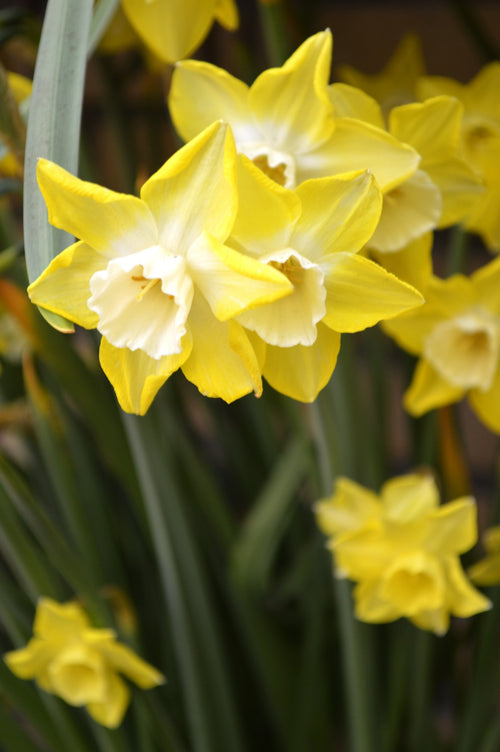 Narcisse Pipit - Narcissus jonquilla
