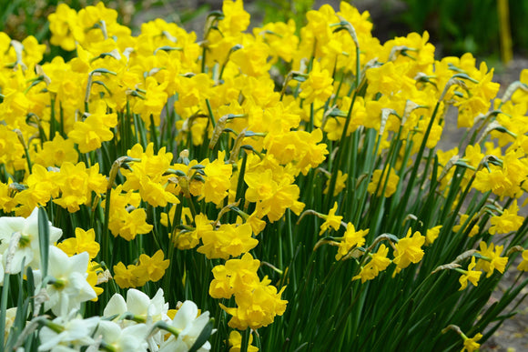 Narcissus Quail - Narcisse - Jonquille jaune