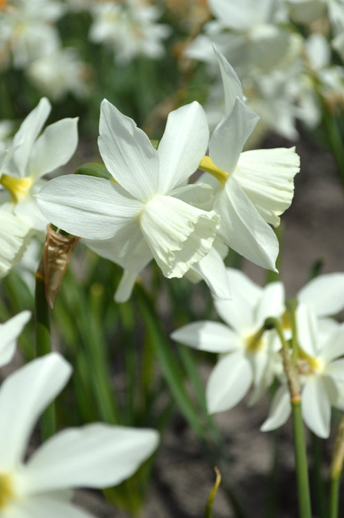 Narcissus triandrus 'Thalia' - NARCISSE 'THALIA'