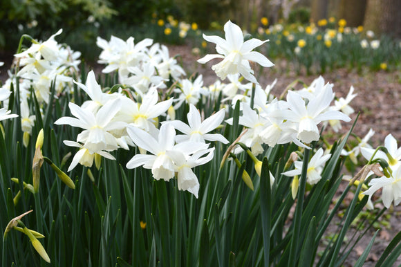 Narcissus triandrus Thalia - Narcisse des Glénans