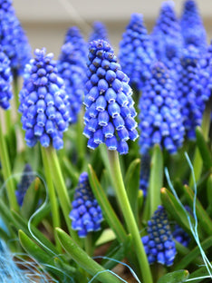 Muscari Armeniacum (Jacinthe ? grappe)