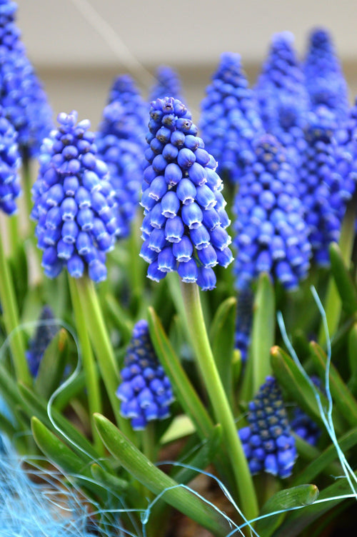 Acheter Muscari Armeniacum - Jacinthes à grappes