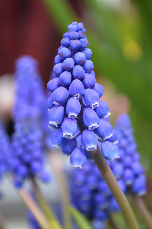 Bulbes de Muscari (Jacinthes à Grappe)