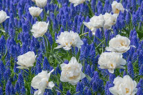 Acheter Grappe bleutée de Jacinthe Muscari Armeniacum