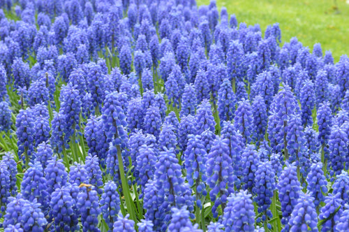 Achat Muscari Armeniacum - Jacinthes à grappes