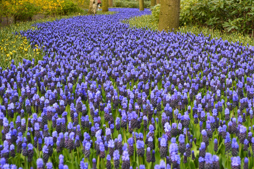 Acheter Grappe bleutée de Jacinthe Muscari Latifolium