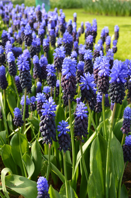 Achat Muscari Latifolum - Jacinthes à grappes