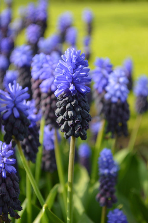 Muscari Latifolium (Jacinthe à grappe)