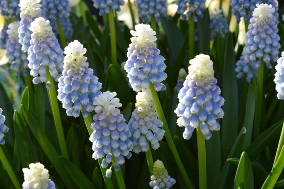 Muscari Mount Hood - Un joli muscari bleu