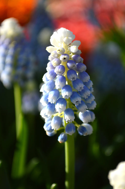 Muscari Mount Hood (Jacinthe à grappe)