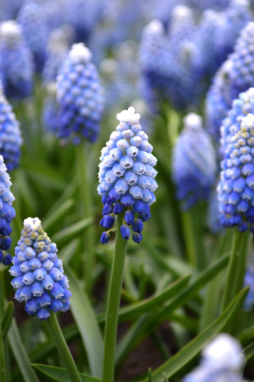 Achetez Muscari Mount Hood