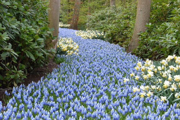 Bulbes de jacinthes grappe - Muscari aucheri Mount Hood