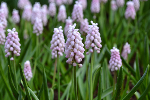 Muscari Pink Sunrise - Bulbes de printemps France