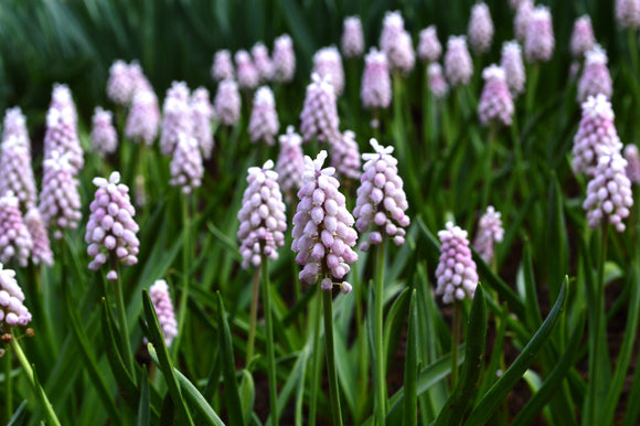 Muscari Pink Sunrise - Bulbe à fleurs d'un rose pâle