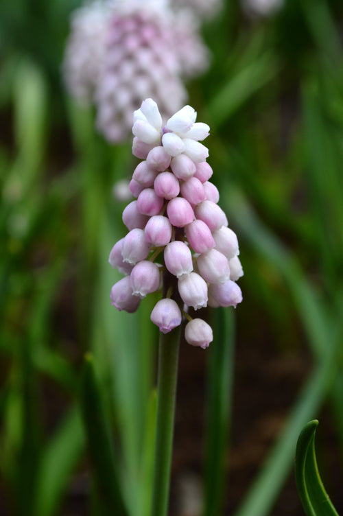 Le Muscari Pink Sunrise