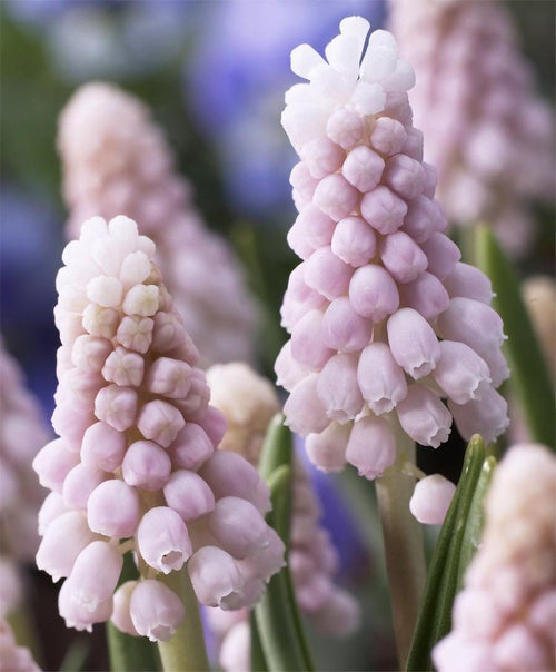 muscari hyacinthaceae muscari Pink Sunrise