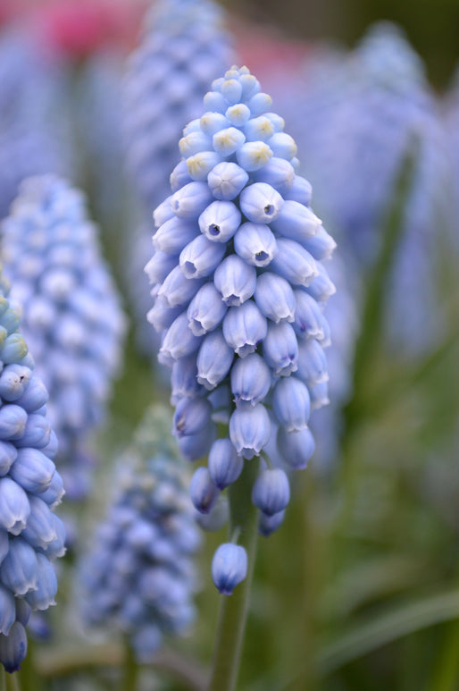 Muscari armeniacum Valerie Finnis - Variété pastel à grappes