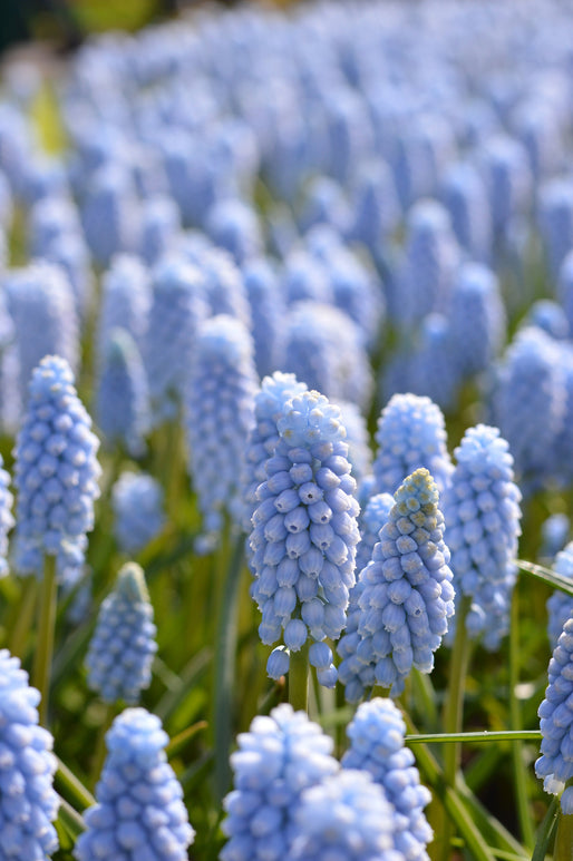 Blue Grape Hyacinths