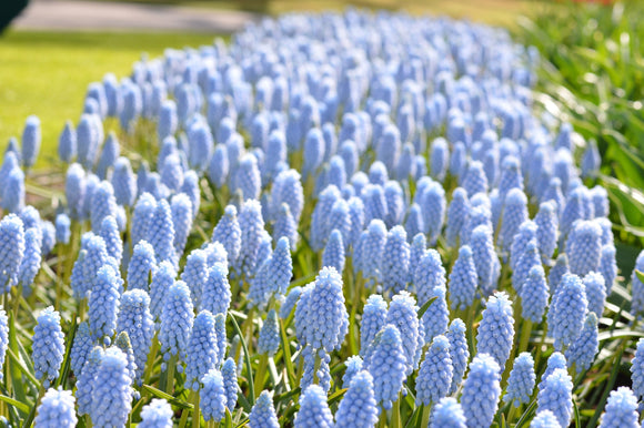 Muscari Valerie Finnis (Jacinthe à grappe)