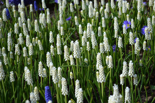 Muscari Aucheri White Magic Jacinthe à grappes